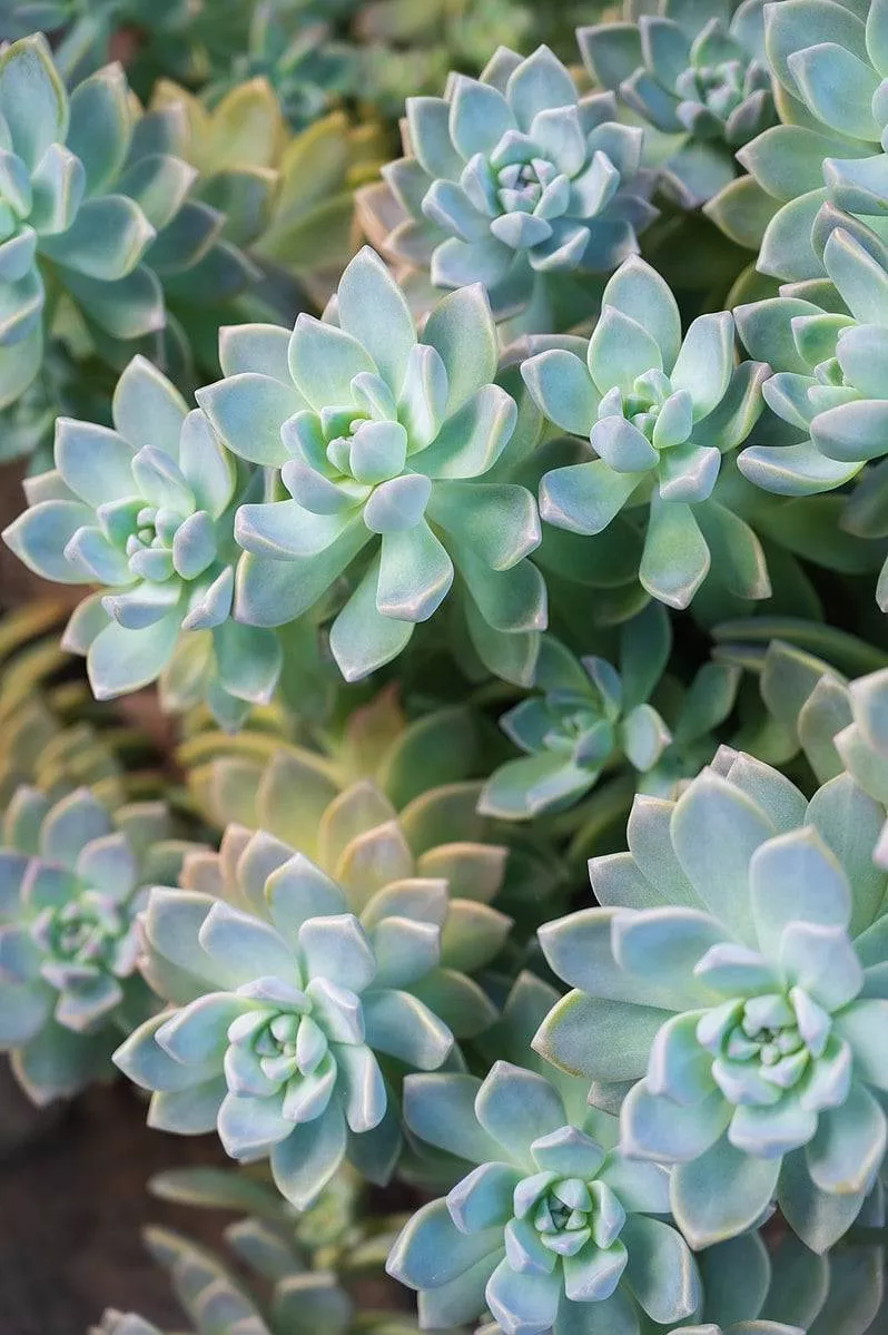 Ghost Plant 'Blue'