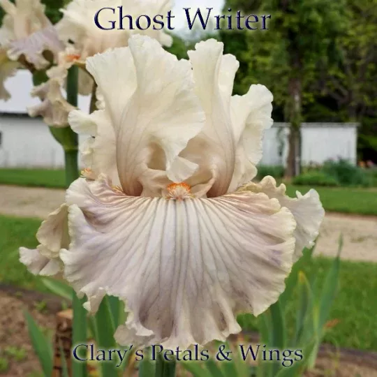 ghost-writer-2022-tb GHOST WRITER-2022 TB