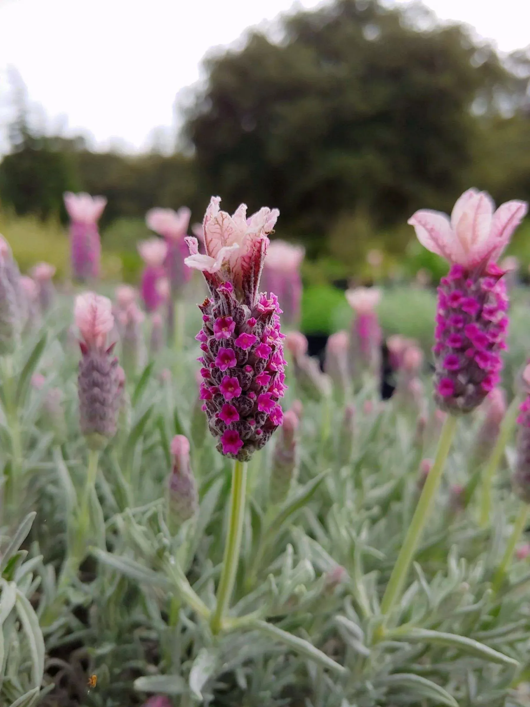 Ghostly Princess Spanish Lavender