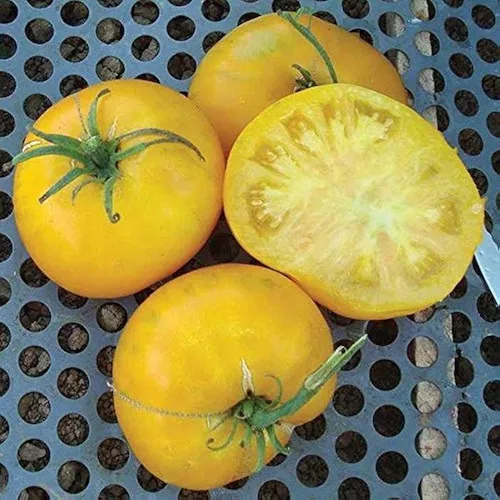 giallo-de-summer-tomato Giallo De Summer Tomato