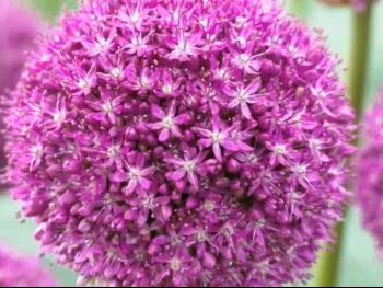 giant-allium-ambassador-4-bulbs Giant Allium: Ambassador - 4 Bulbs