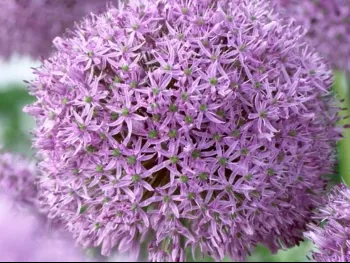 giant-allium-gladiator-4-bulbs Giant Allium: Gladiator - 4 Bulbs