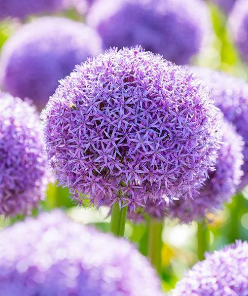giant-allium-globemaster-4-bulbs Giant Allium: Globemaster - 4 Bulbs