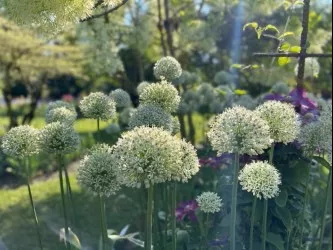 giant-allium-mixture-10-20-30-packs Giant Allium: Mixture - 10, 20 & 30 Packs