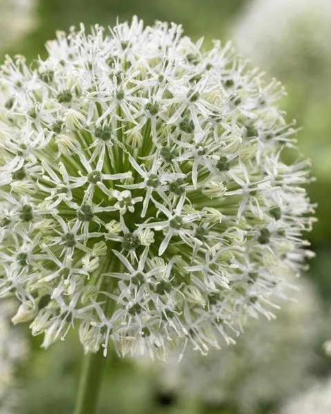 giant-allium-mount-everest-4-bulbs Giant Allium: Mount Everest - 4 Bulbs