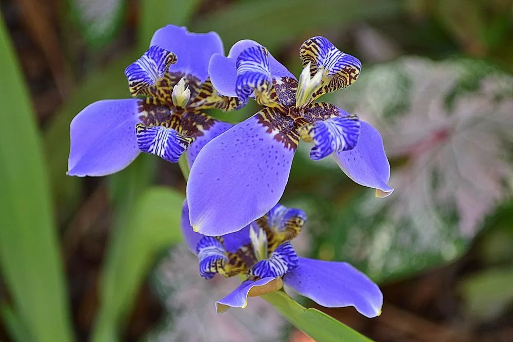 giant-apostle-iris Giant Apostle Iris
