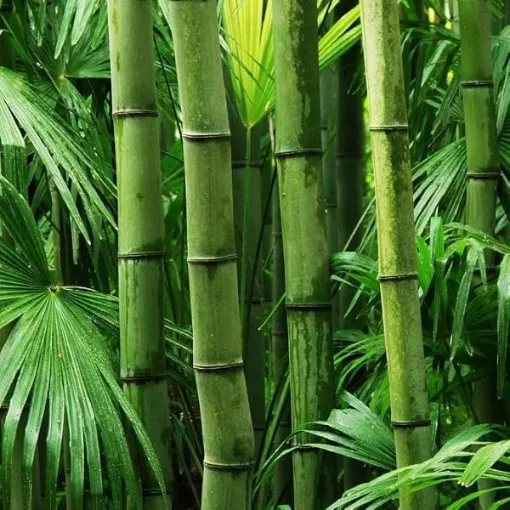 giant-bamboo-seeds Giant Bamboo Seeds