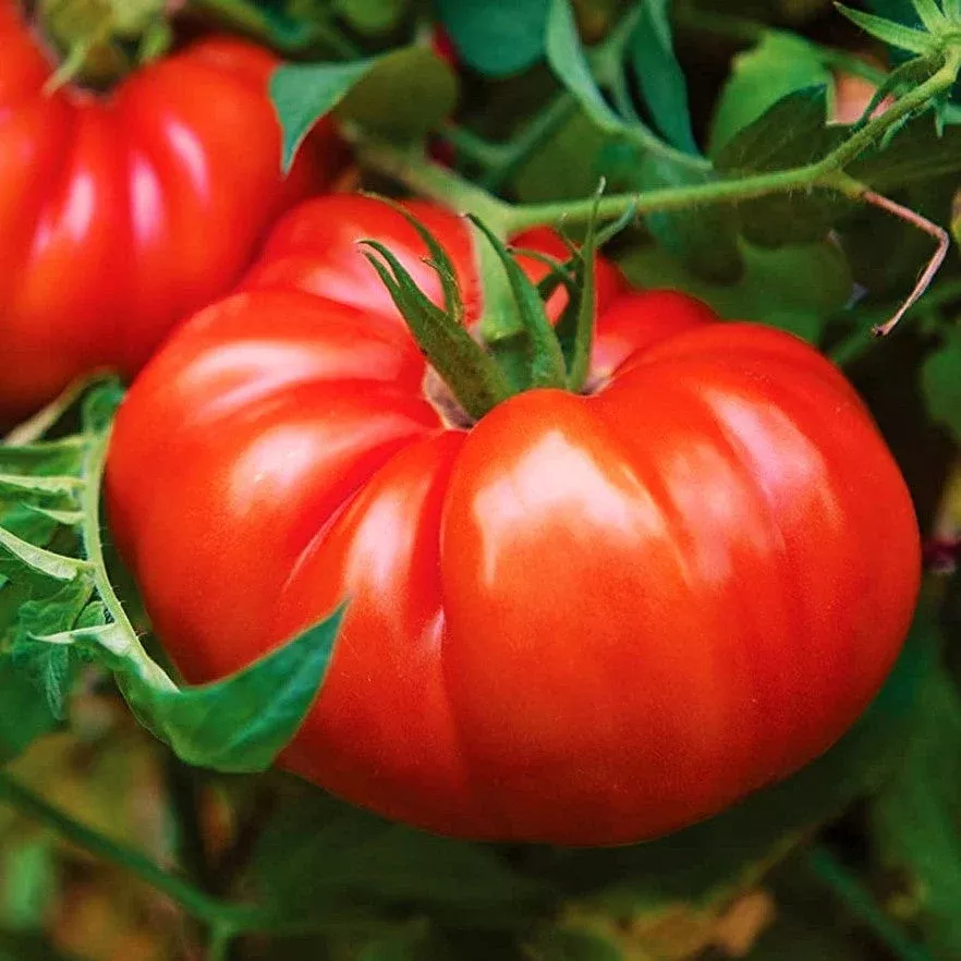 giant-beefsteak-tomato Giant Beefsteak Tomato