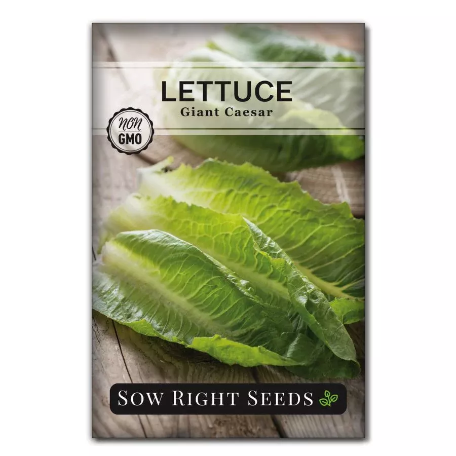 giant-caesar-lettuce Giant Caesar Lettuce