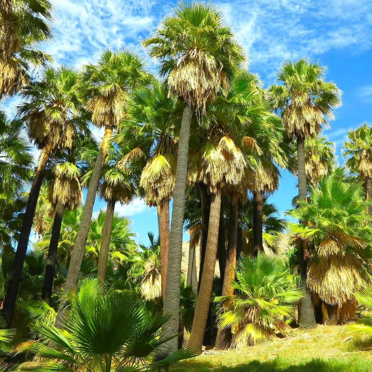 giant-california-palm-tree Giant California Palm Tree