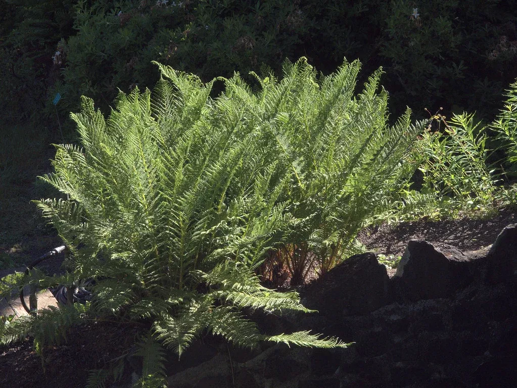 Giant Chain Fern