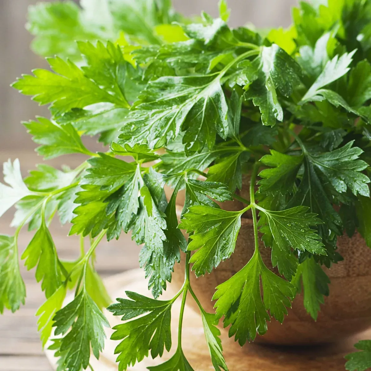 giant-flat-leaf-parsley Giant Flat-Leaf Parsley