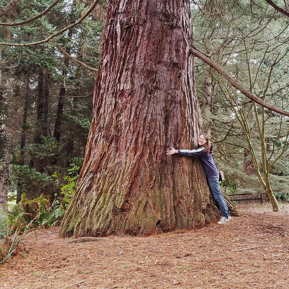 giant-sequoia Giant Sequoia