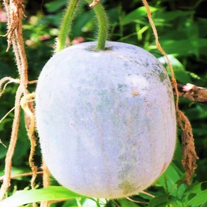 giant-winter-melon Giant Winter Melon