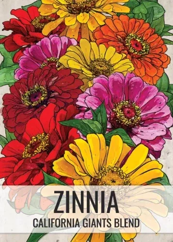 giants-california-zinnia-mixture-zinnia-elegans Giants Of California Zinnia Mixture (Zinnia elegans)