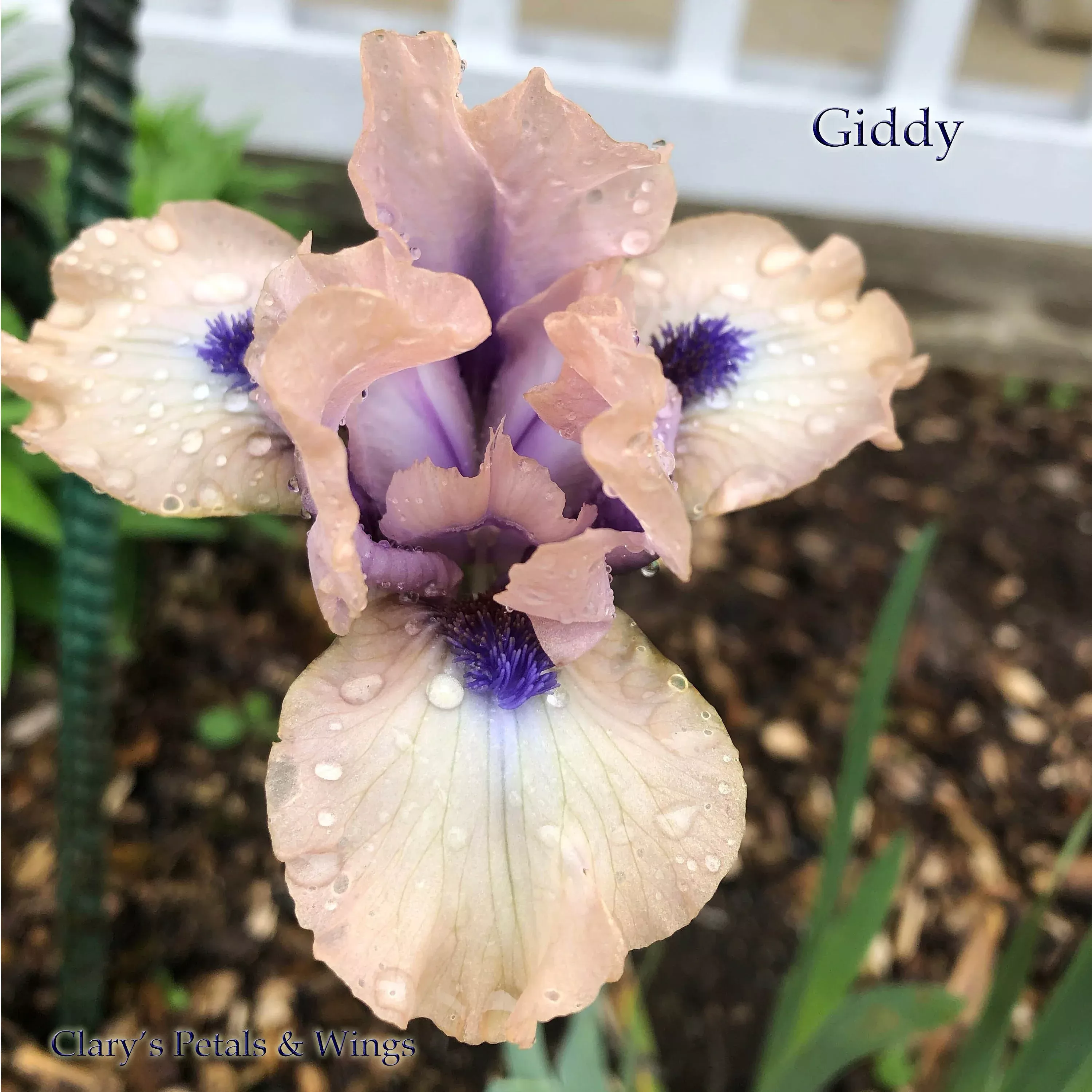 giddy-2011-sdb-fragrant GIDDY -2011-SDB-Fragrant