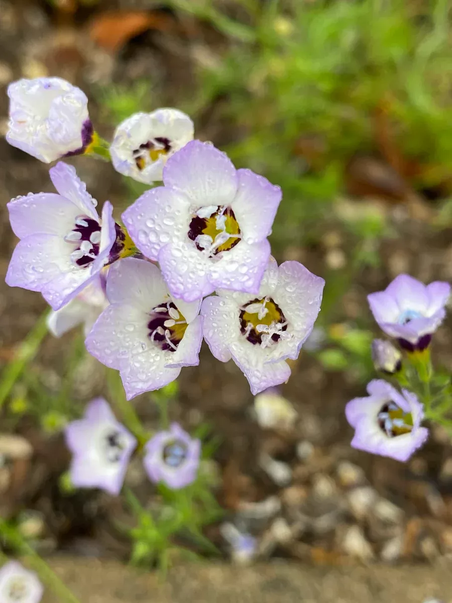 Gilia tricolor Bird's Eyes