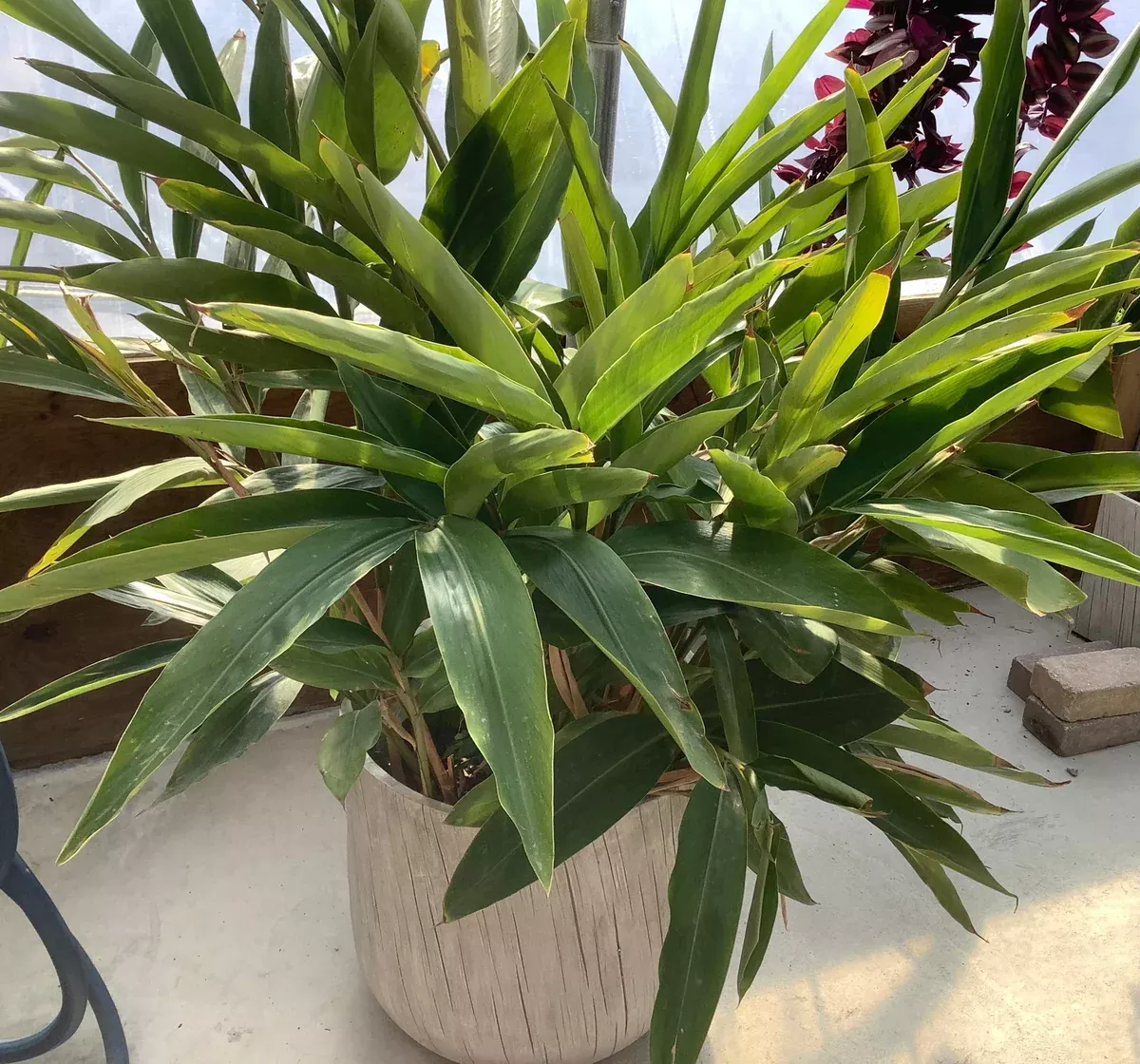ginger-alpinia-zerumbet-2gal Ginger Alpinia Zerumbet - 2Gal