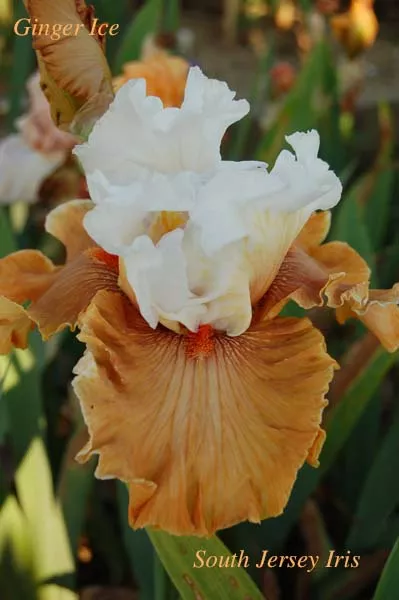 Ginger Ice- B.Blyth, 2008