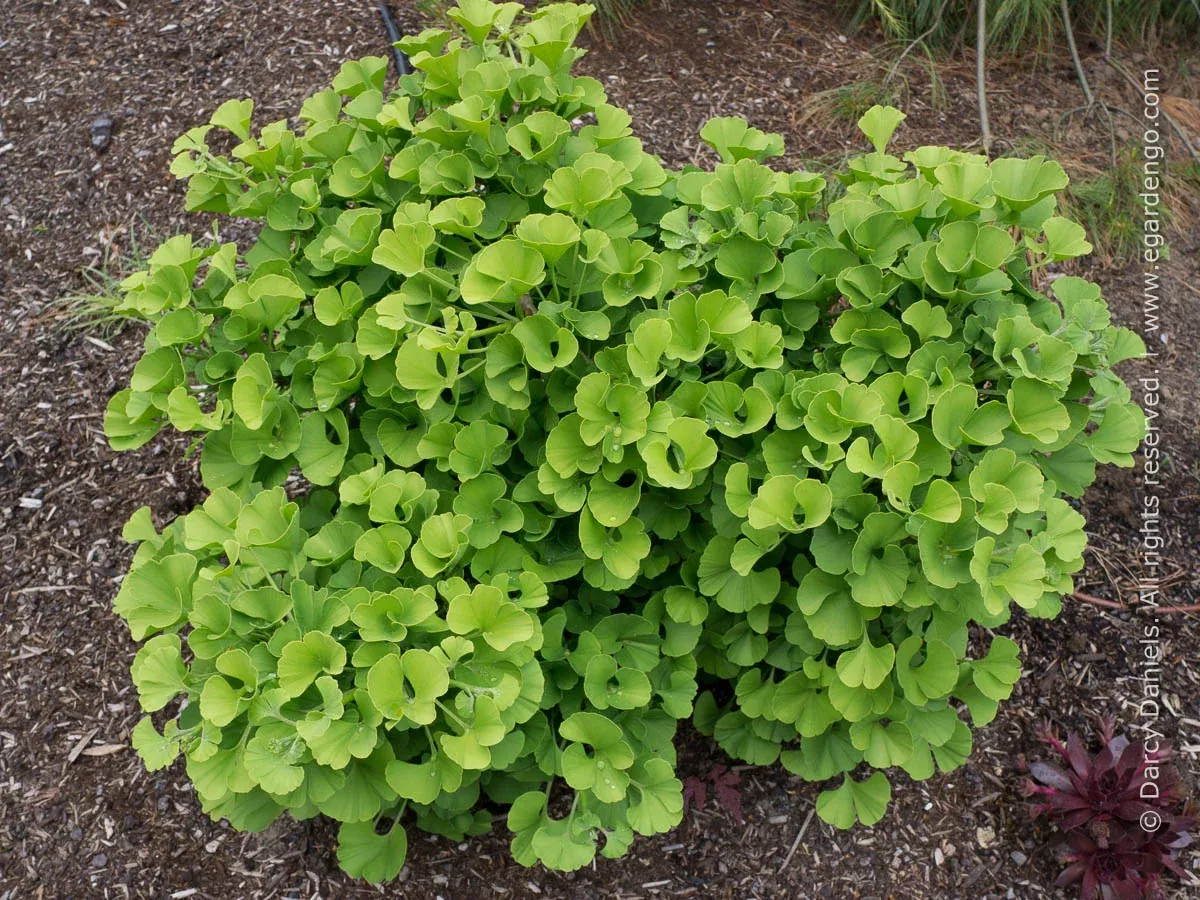 gingko-mariken-6-gal-is Gingko: 'Mariken' - 6 Gal (IS)