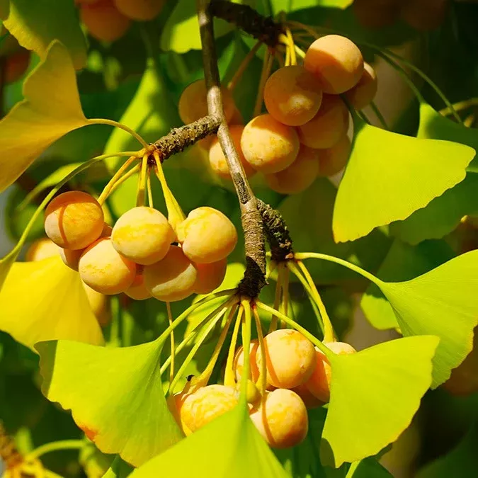 ginkgo-biloba-tree Ginkgo Biloba Tree
