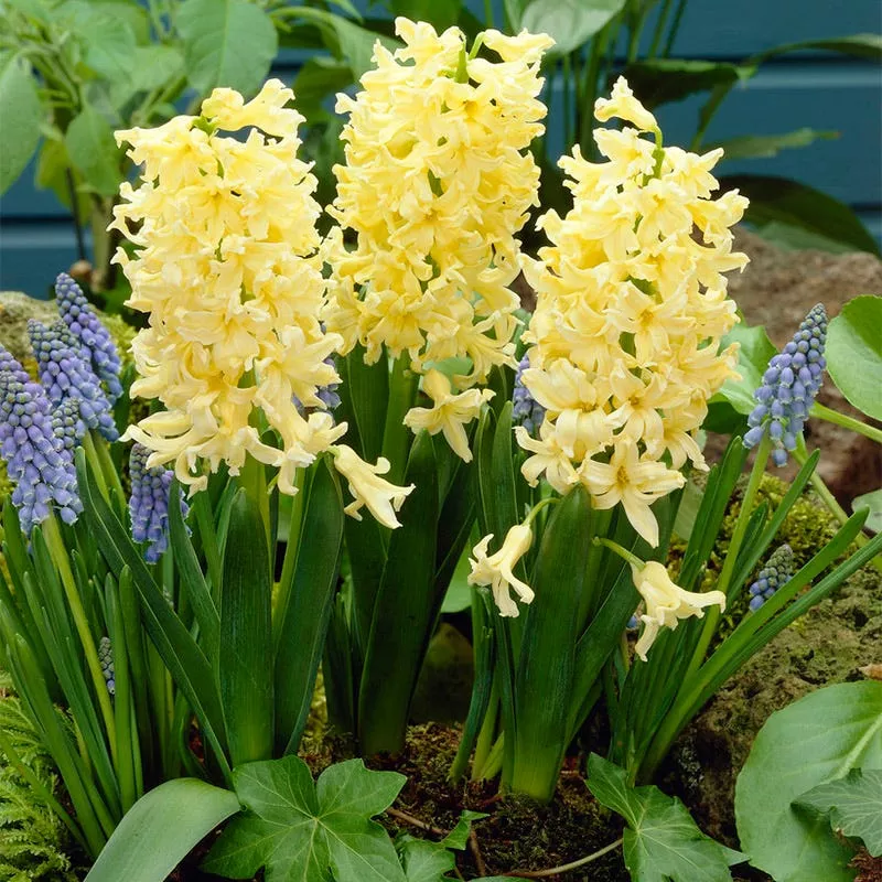 gipsy-princess-hyacinth Gipsy Princess Hyacinth