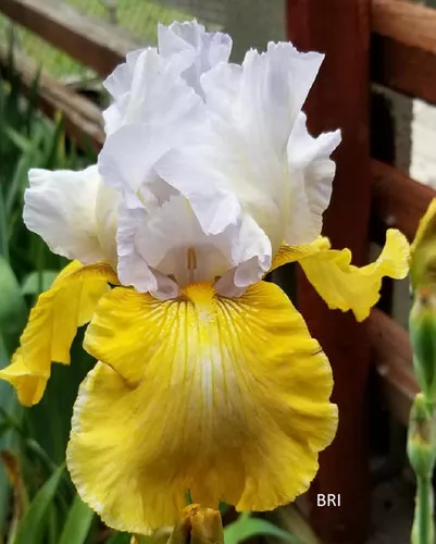 Glacier Gold