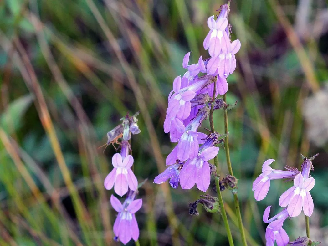 Glades Lobelia