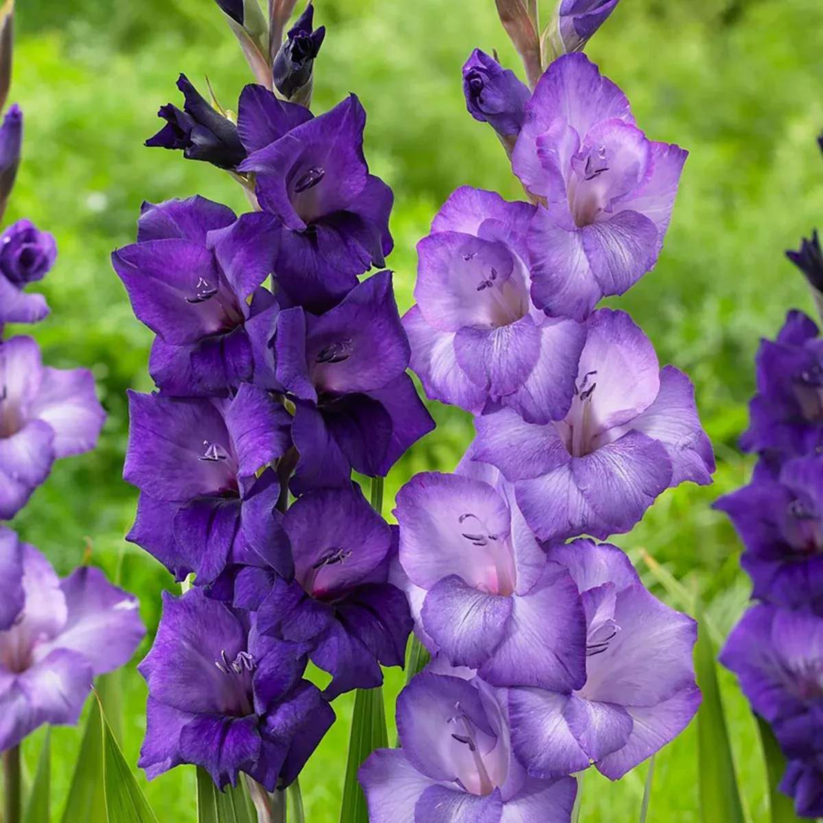 gladiolus-cyan-blend Gladiolus - Cyan Blend