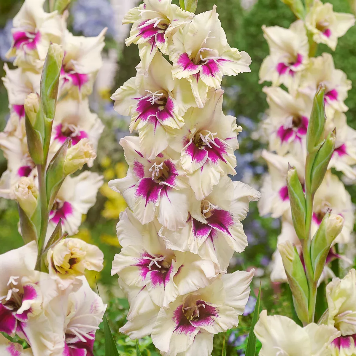 gladiolus-large-flowering-amber-mystique Gladiolus - Large Flowering Amber Mystique