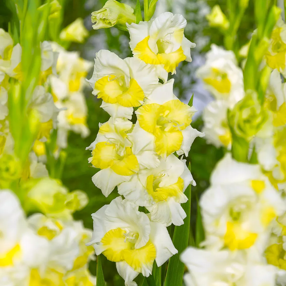 gladiolus-large-flowering-buggy Gladiolus - Large Flowering Buggy