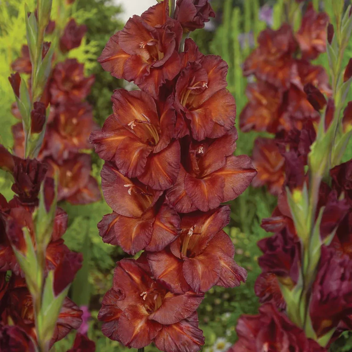 gladiolus-large-flowering-chocolate Gladiolus - Large Flowering Chocolate