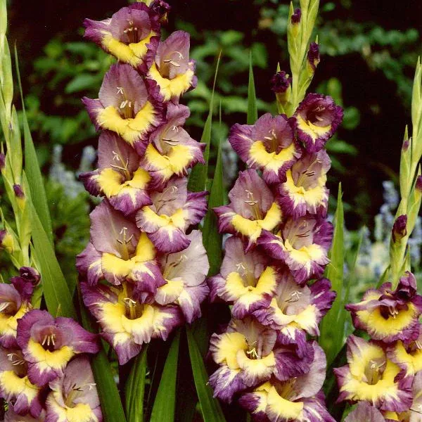 gladiolus-large-flowering-dynamite Gladiolus - Large Flowering Dynamite
