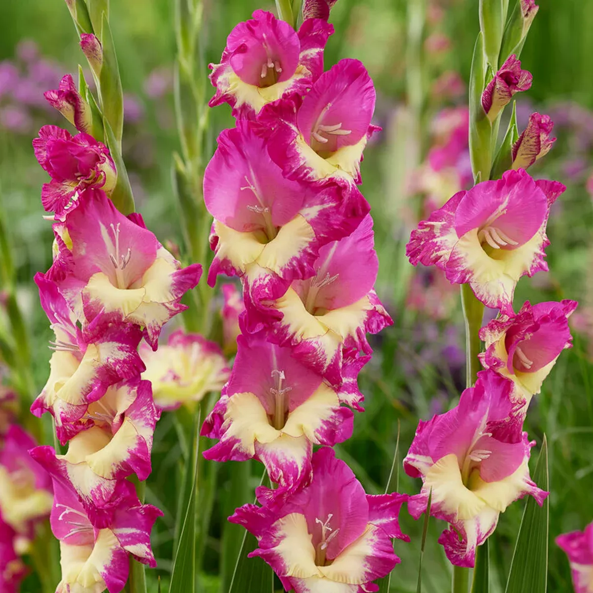 gladiolus-large-flowering-extravert Gladiolus - Large Flowering Extravert