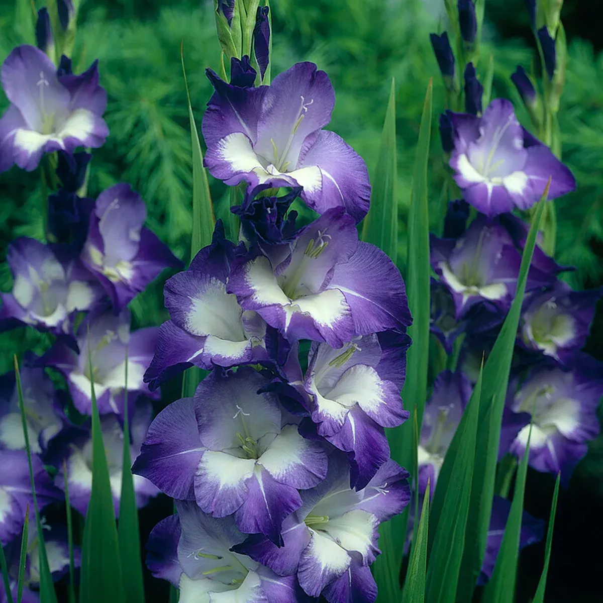 gladiolus-large-flowering-nori Gladiolus - Large Flowering Nori