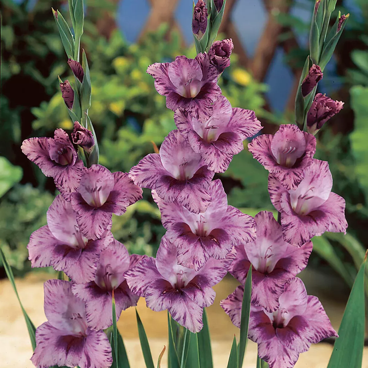gladiolus-large-flowering-passos Gladiolus - Large Flowering Passos