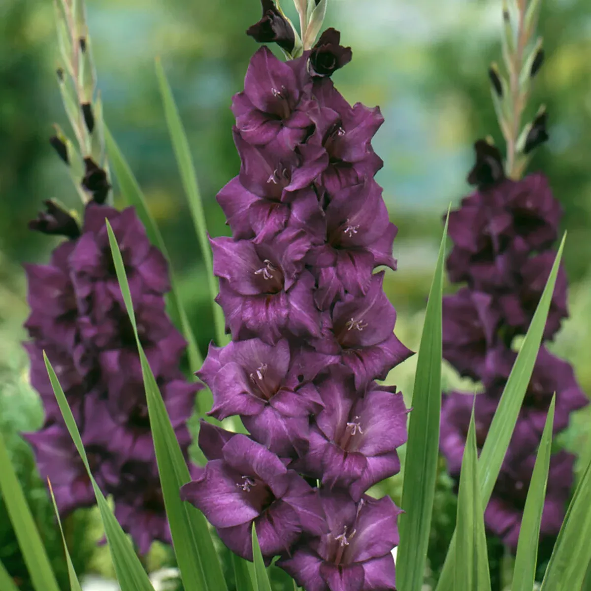 gladiolus-large-flowering-purple-flora Gladiolus - Large Flowering Purple Flora