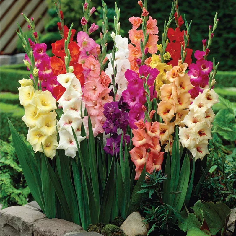 gladiolus-large-flowering-rainbow-mix Gladiolus - Large Flowering Rainbow Mix
