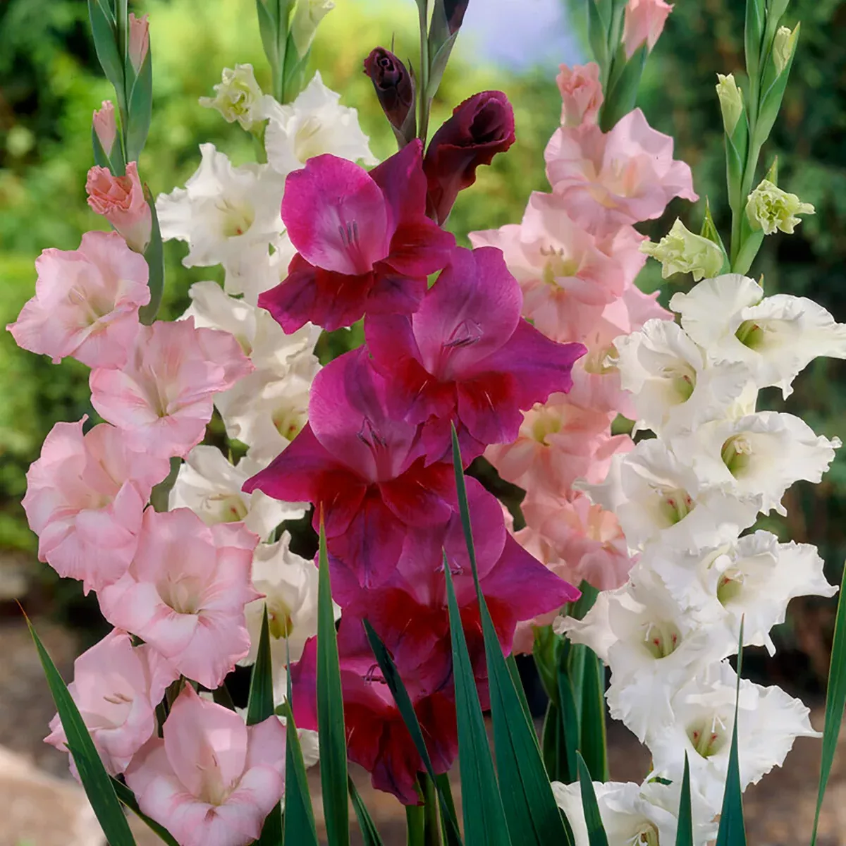 Gladiolus - Prosperity Blend