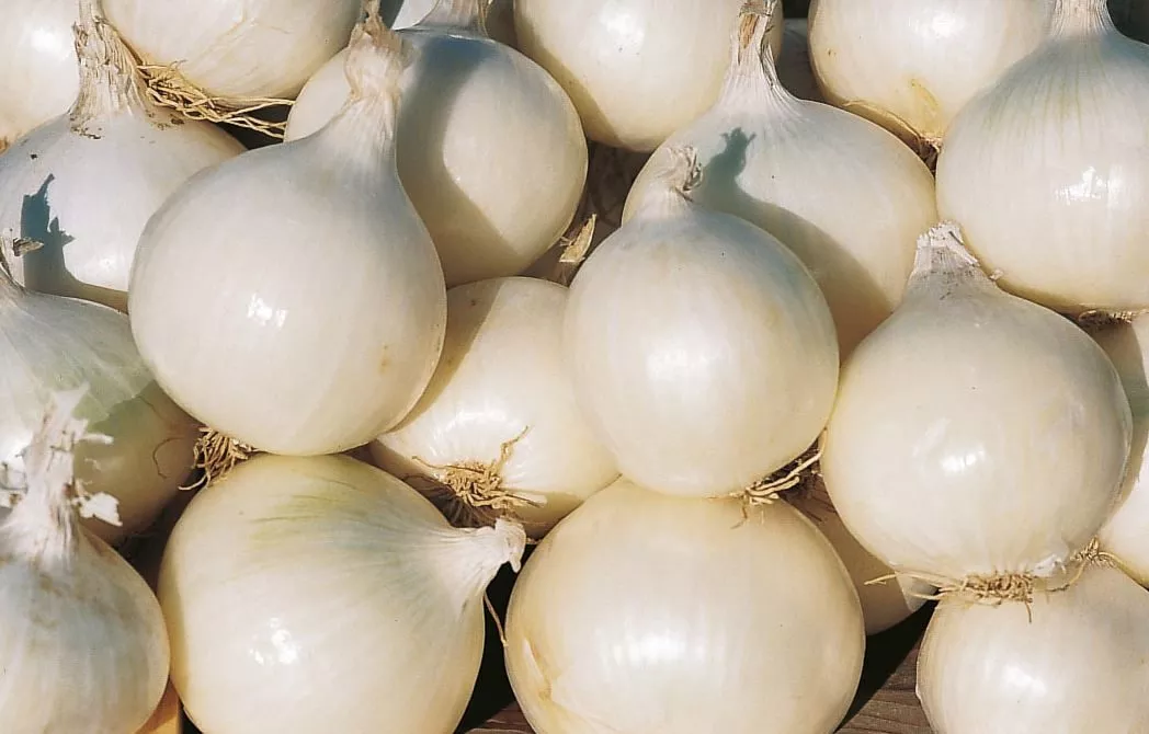 gladstone-onion Gladstone Onion
