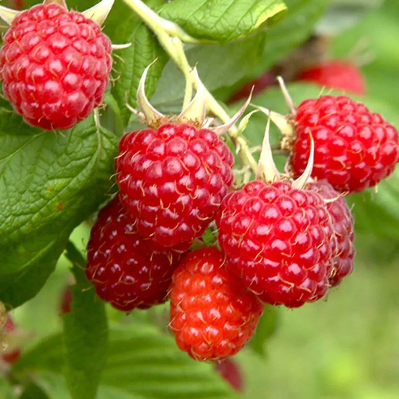 glencoe-thornless-raspberry-bush Glencoe Thornless Raspberry Bush