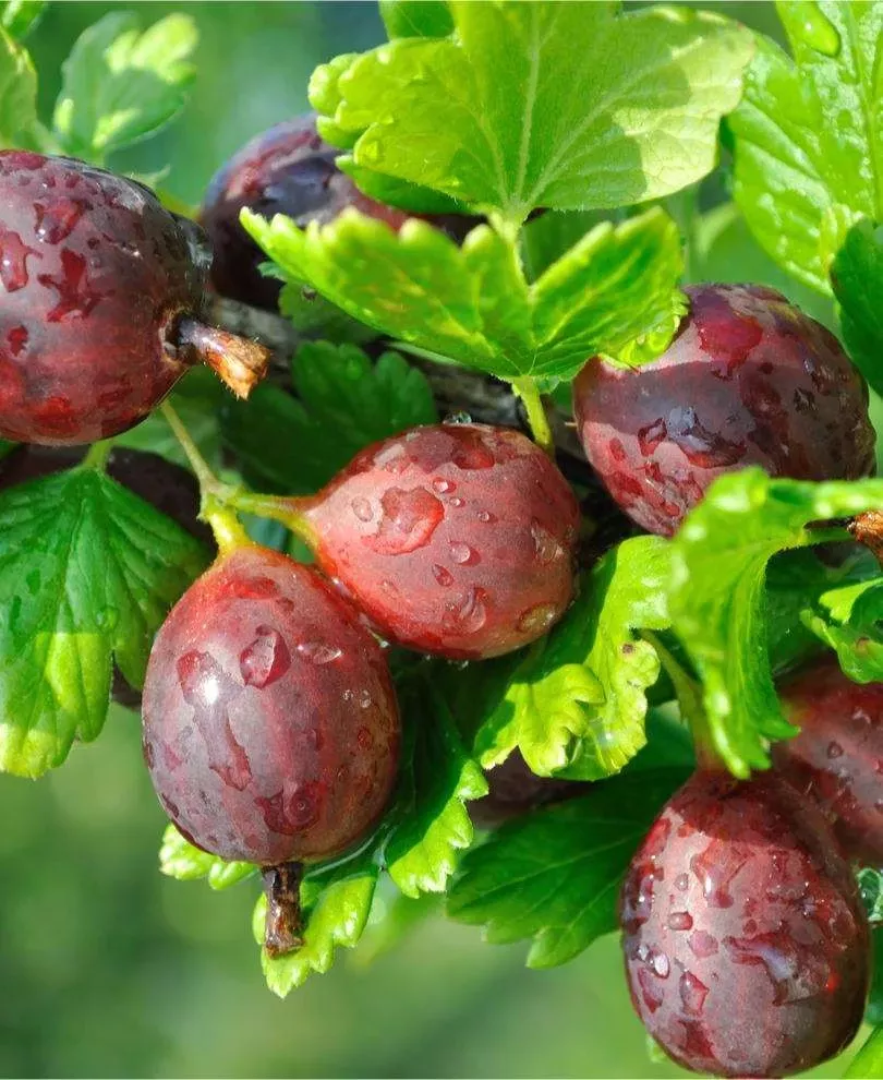 glenndale-gooseberry Glenndale Gooseberry