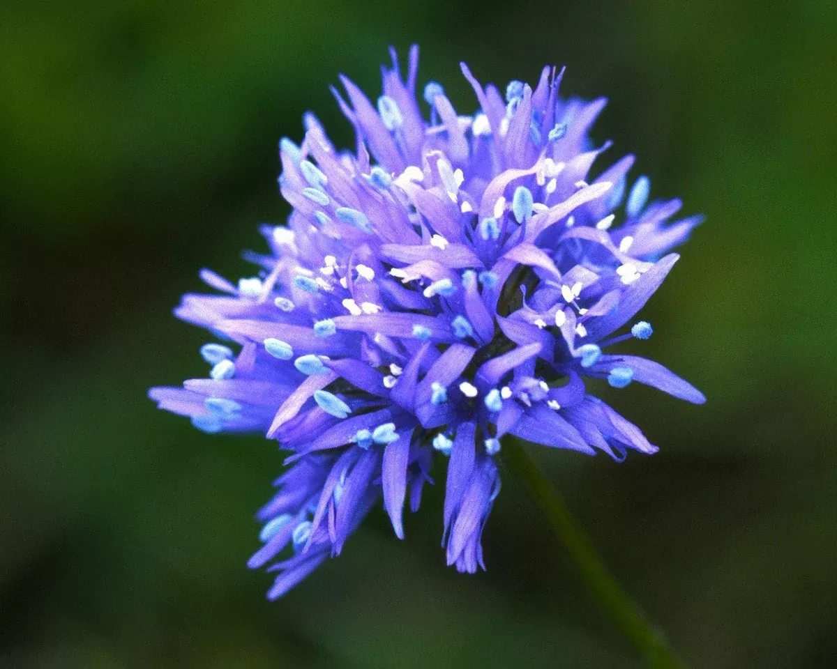 globe-gilia-seeds-gilia-capitata Globe Gilia Seeds (Gilia capitata)