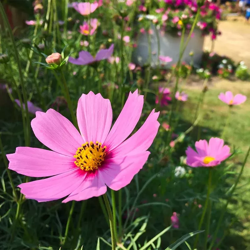 gloria-cosmos-seeds Gloria Cosmos Seeds