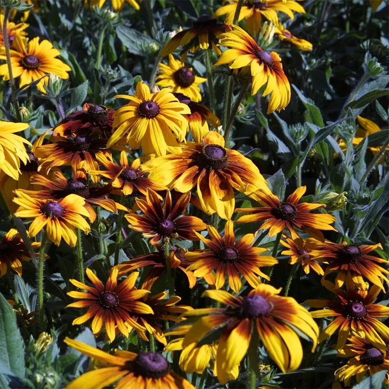 gloriosa-daisy-seeds Gloriosa Daisy Seeds