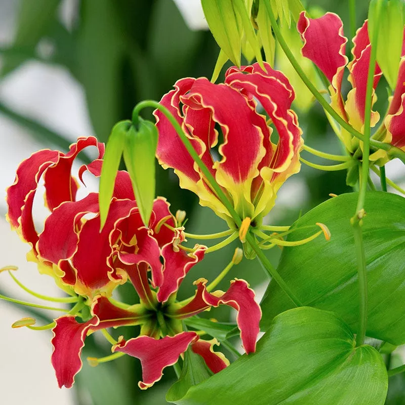 gloriosa-lily Gloriosa Lily