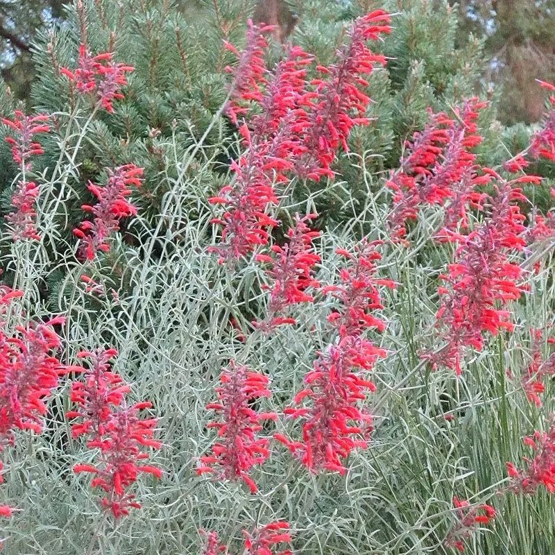 Glowing Embers Agastache