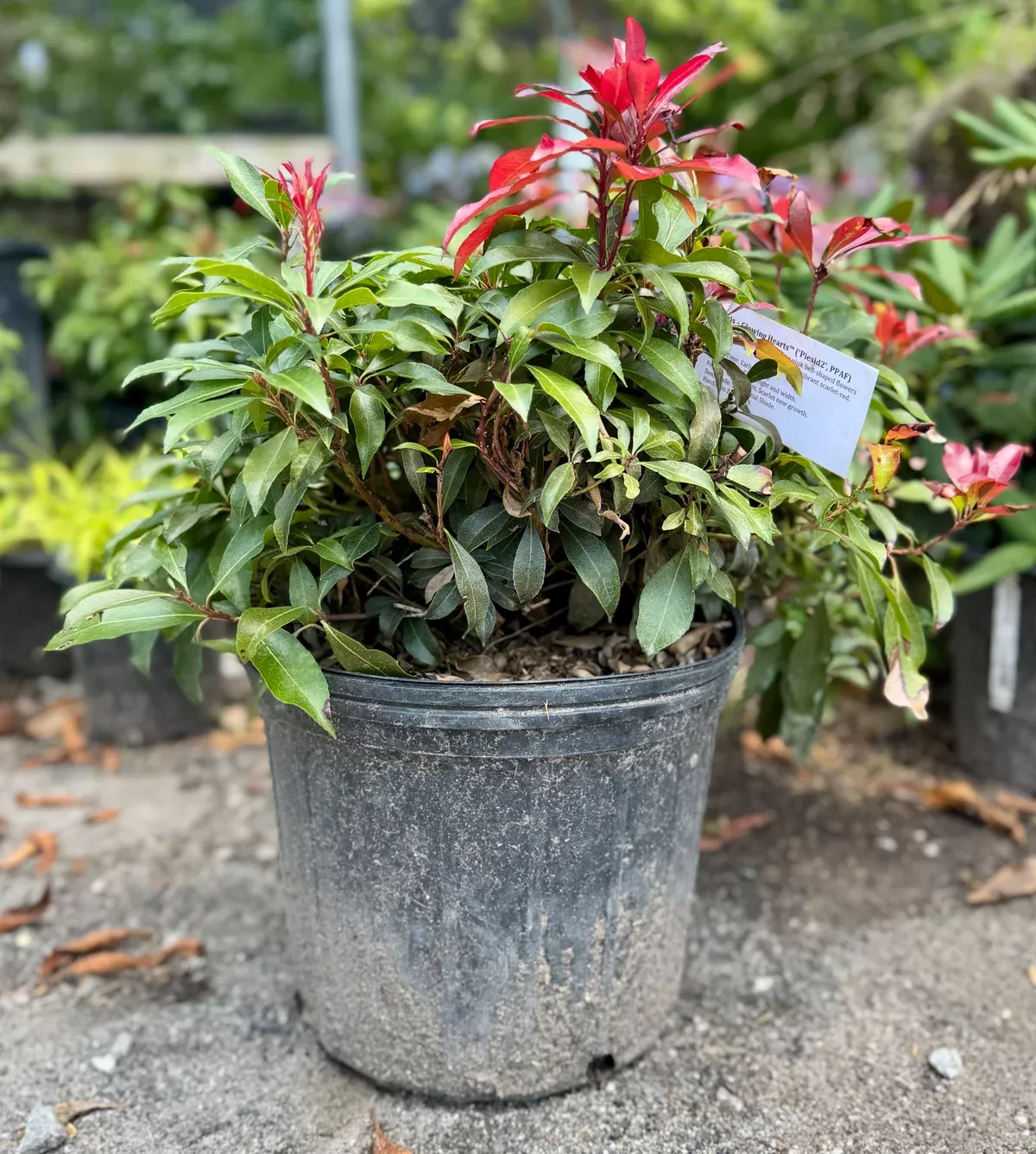 Glowing Hearts™ Pieris