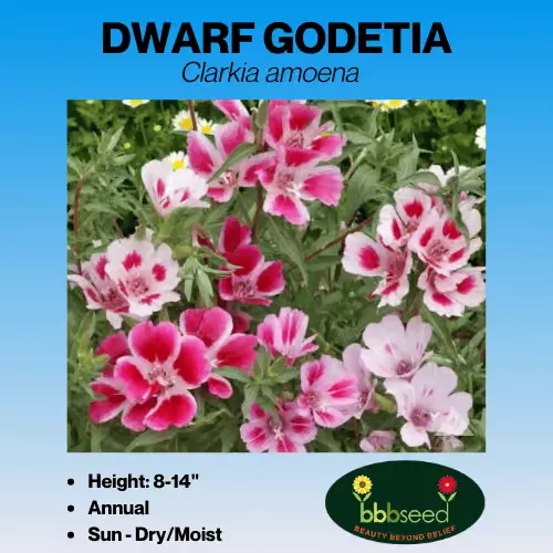 godetia-dwarf-clarkia-amoena Godetia, Dwarf – Clarkia amoena