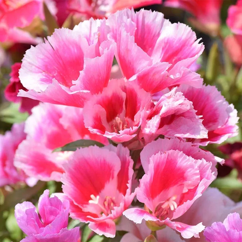 godetia-seeds Godetia Seeds